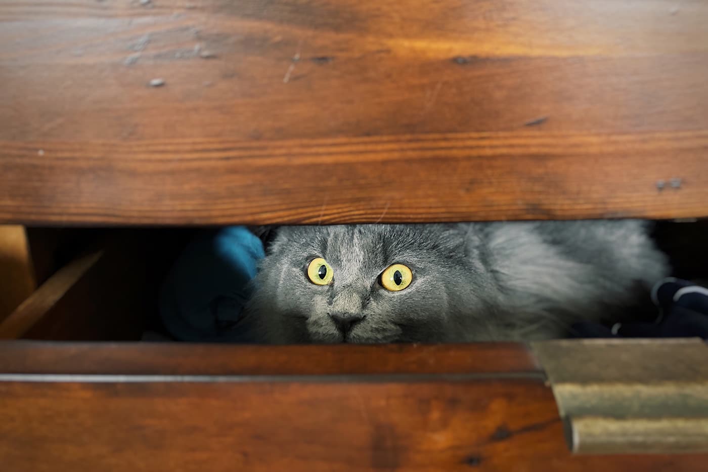 silly cat inside underwear drawer scared hiding 2022 11 14 06 19 14 utc
