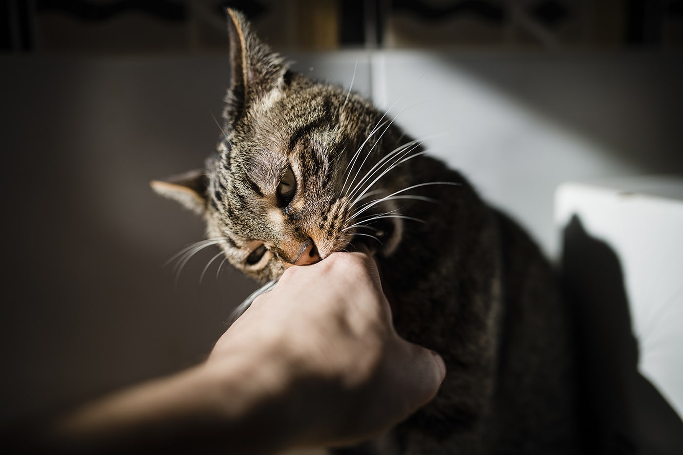 tabby cat biting hand of owner 2022 12 16 22 01 05 utc